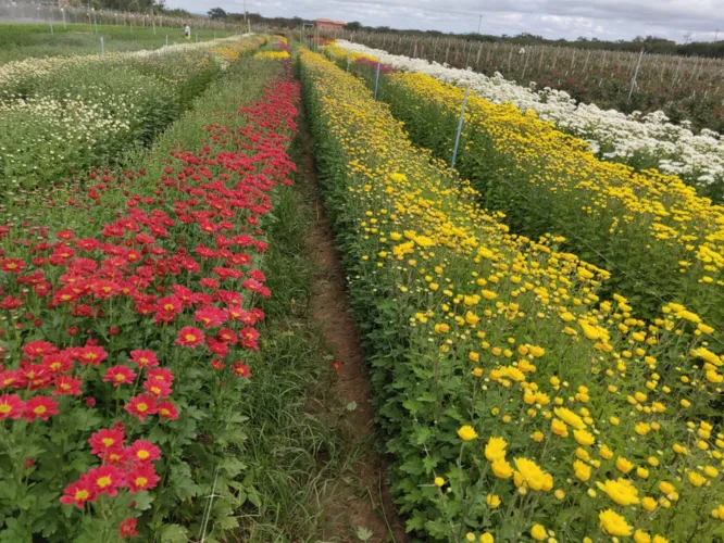 Bahia intensifica produção de flores na primavera