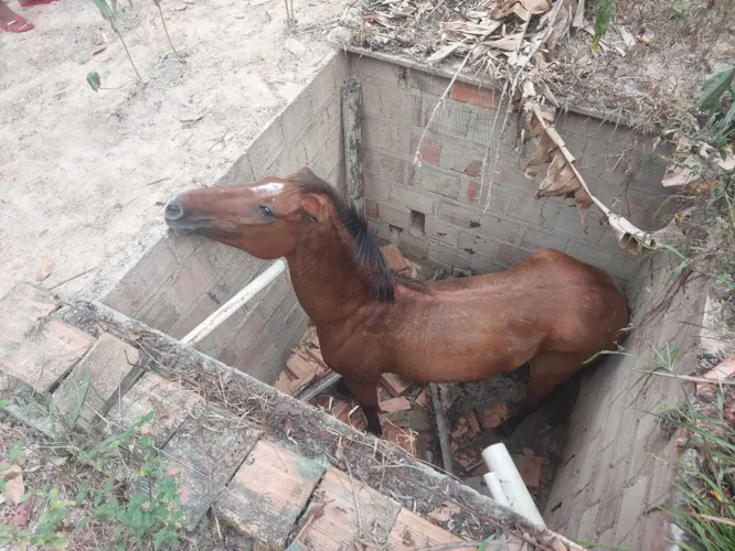 Animal caiu em cisterna desativada