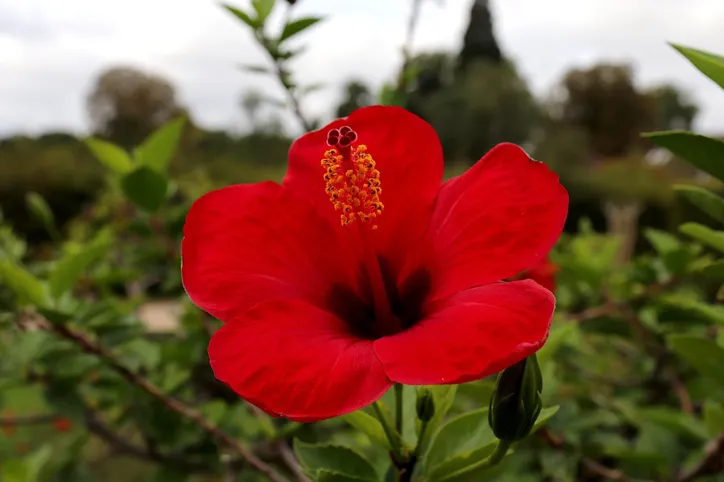 Inspirado na primavera, chef cria sorvete de flores PANCS