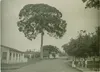 Jequitibá - marco da cidade - 1958