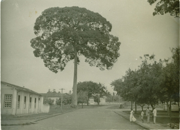 Jequitibá - marco da cidade - 1958