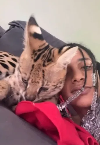 Multas de Oruam no Ibama envolve gato de R$ 100 mil