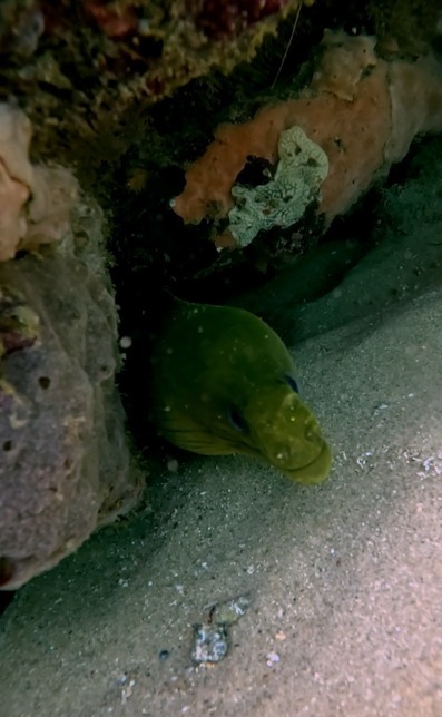 Mergulho em Salvador: a joia escondida que une turismo e preservação