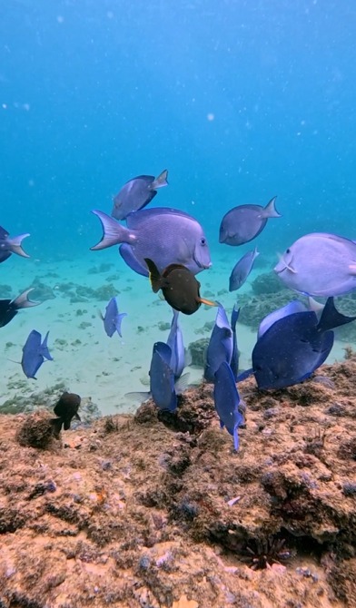Mergulho em Salvador: a joia escondida que une turismo e preservação