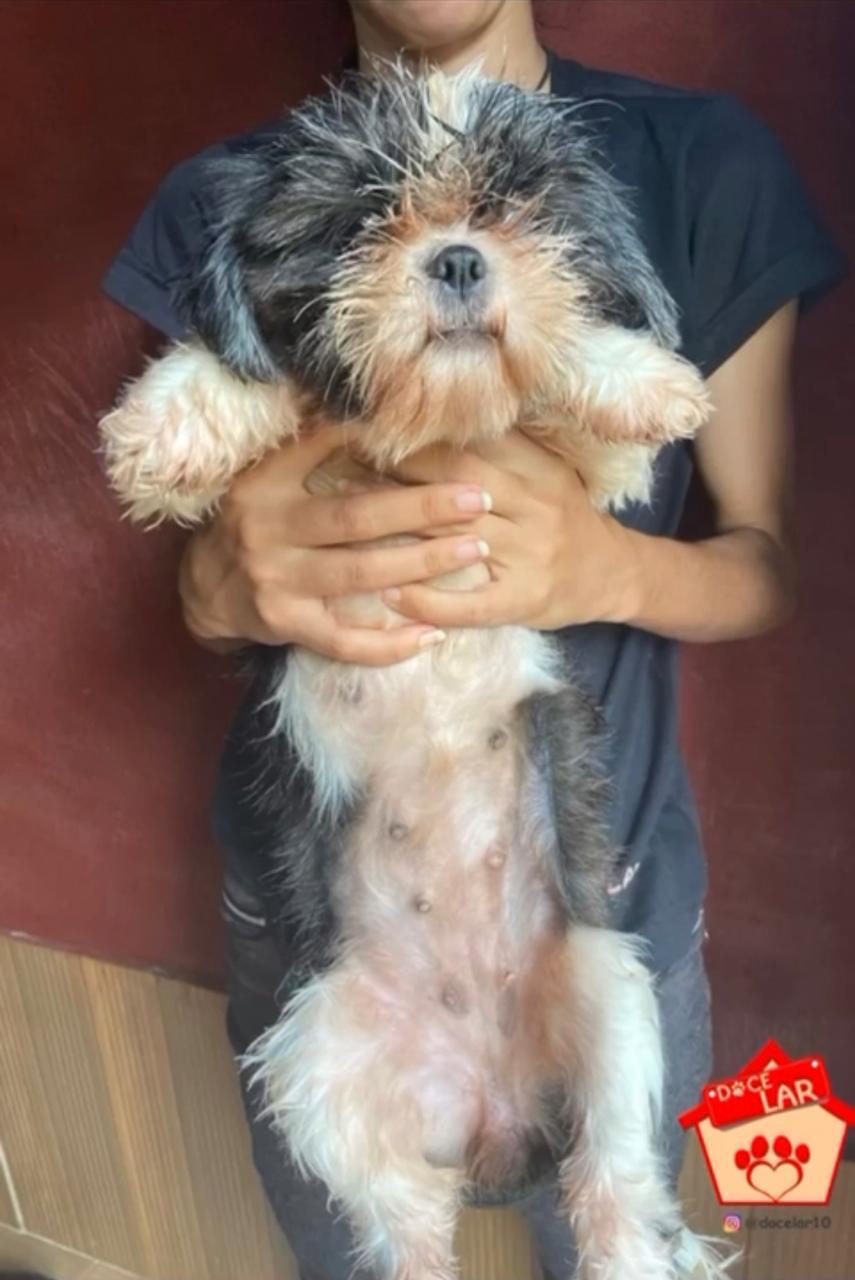 Adoção salva matrizes de exploração e maus tratos