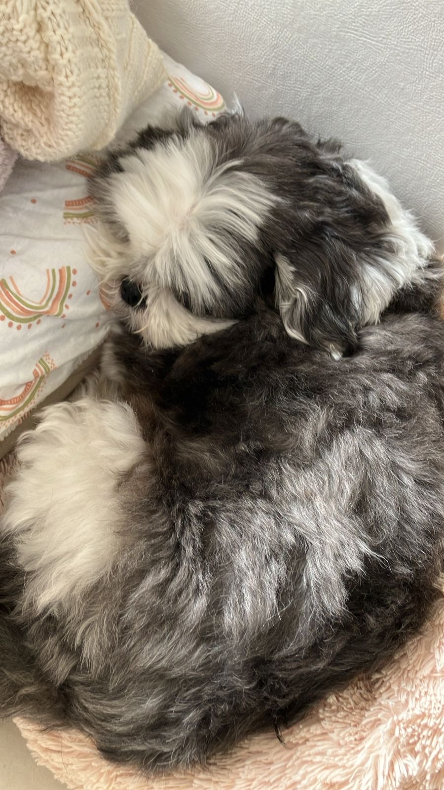 Adoção salva matrizes de exploração e maus tratos