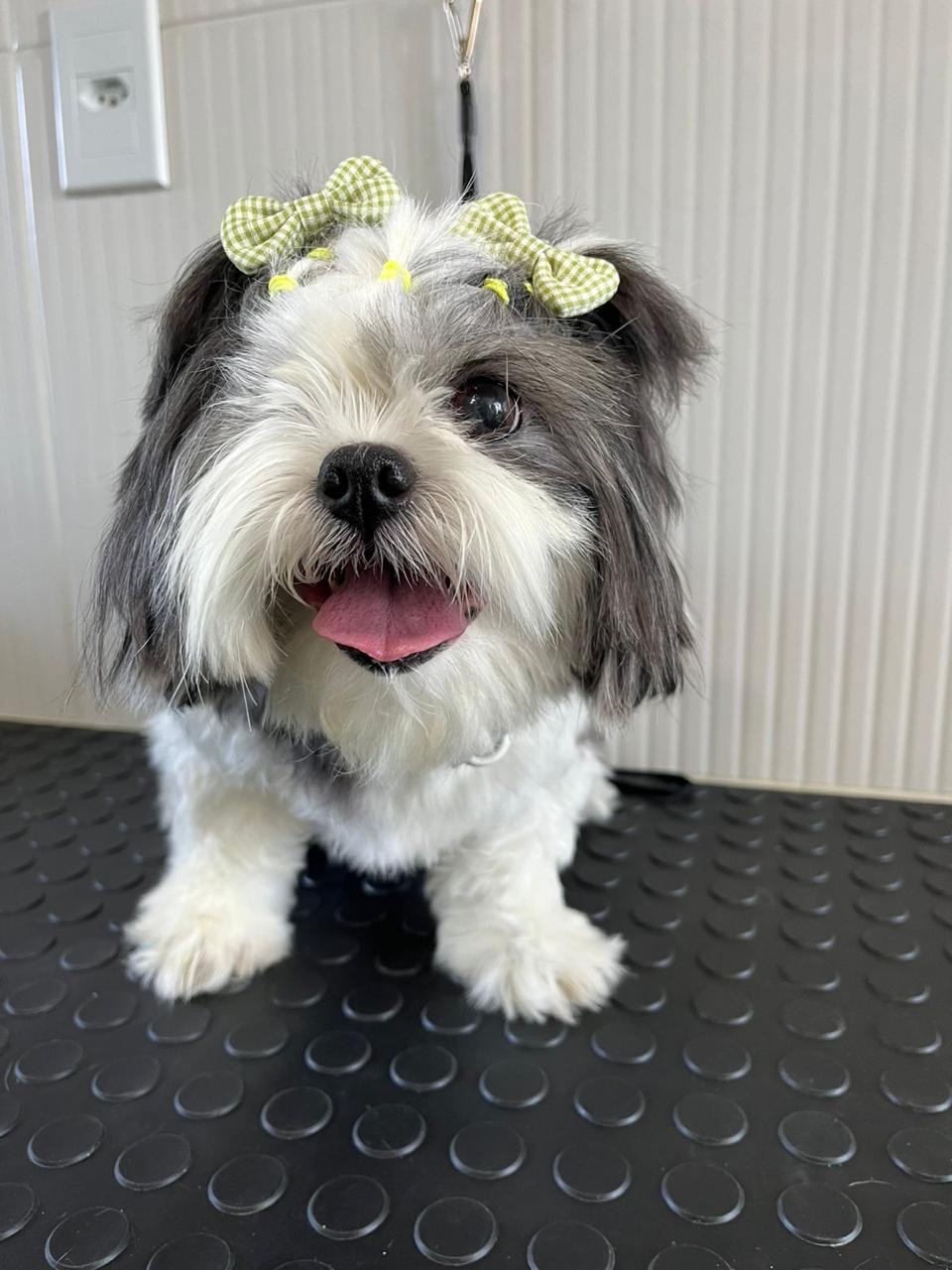 Adoção salva matrizes de exploração e maus tratos