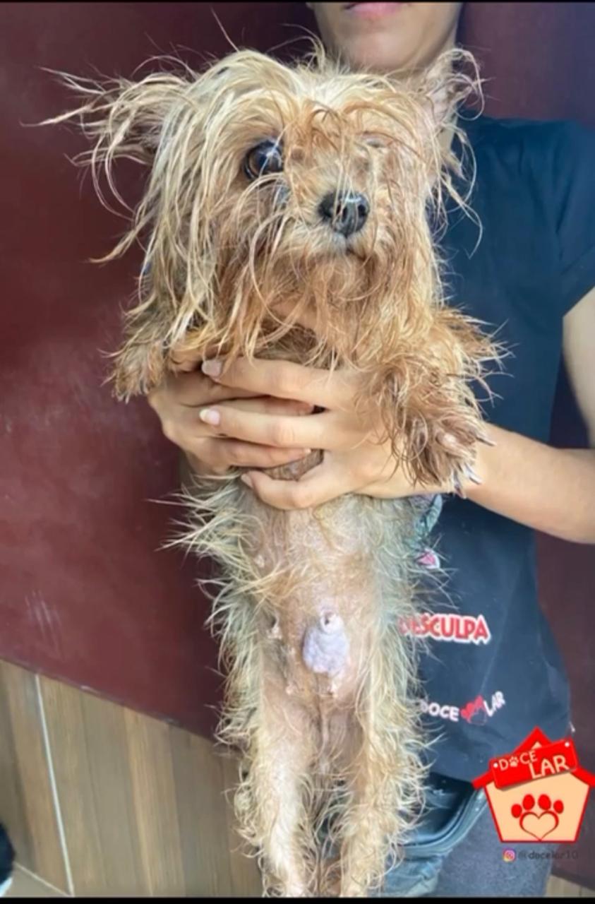 Adoção salva matrizes de exploração e maus tratos