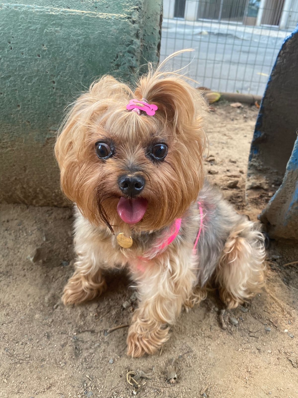 Adoção salva matrizes de exploração e maus tratos