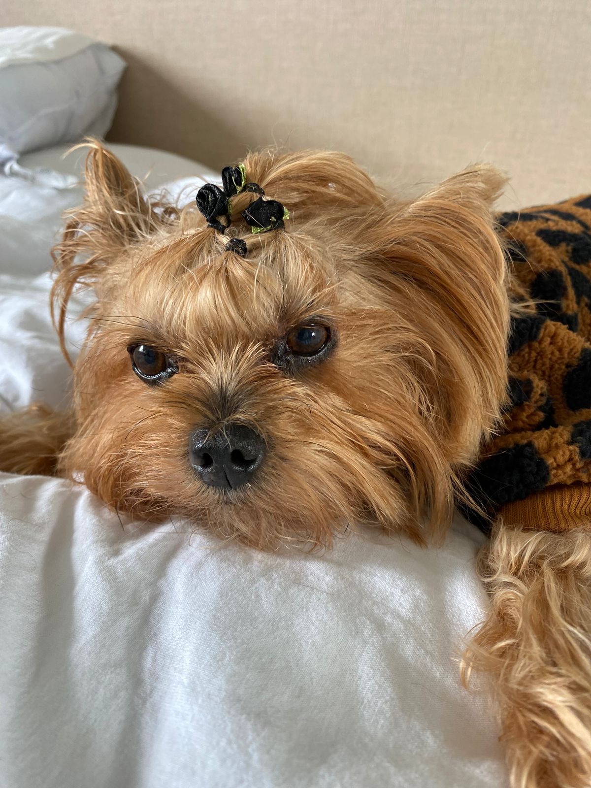 Adoção salva matrizes de exploração e maus tratos