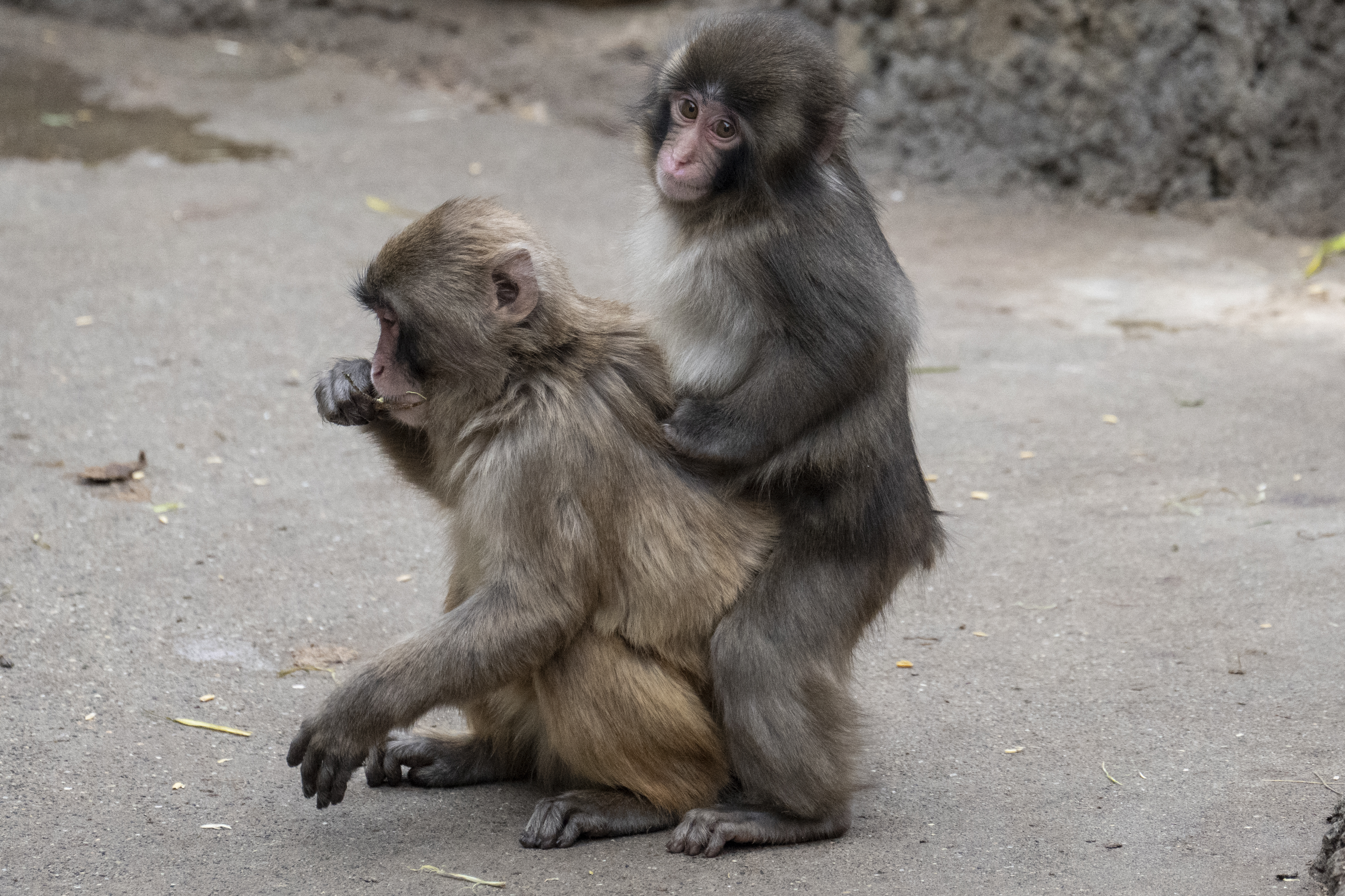 Punch interage com outro macaco no Zoológico e Jardim Botânico da cidade de Ichikawa, em Ichikawa,
