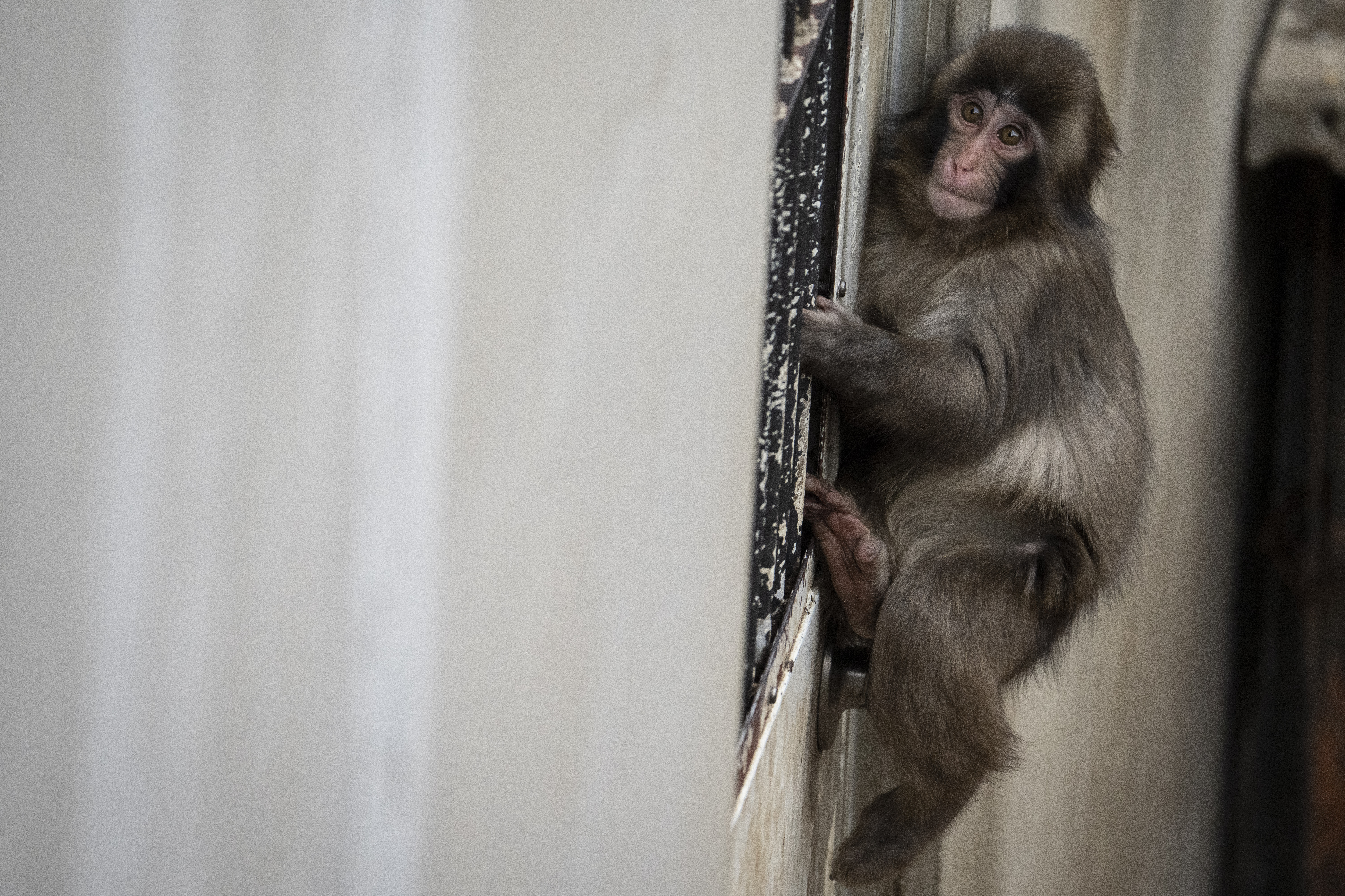 Pubch é um macho de sete meses que vive na cidade de Ichikawa, em Ichikawa, província de Chiba