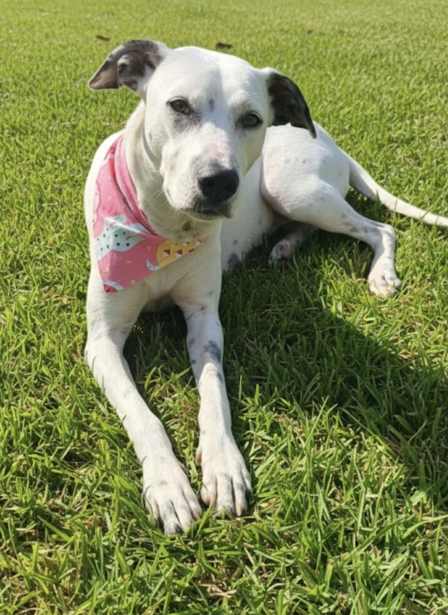 Menina, castrada, porte médio, 2 anos