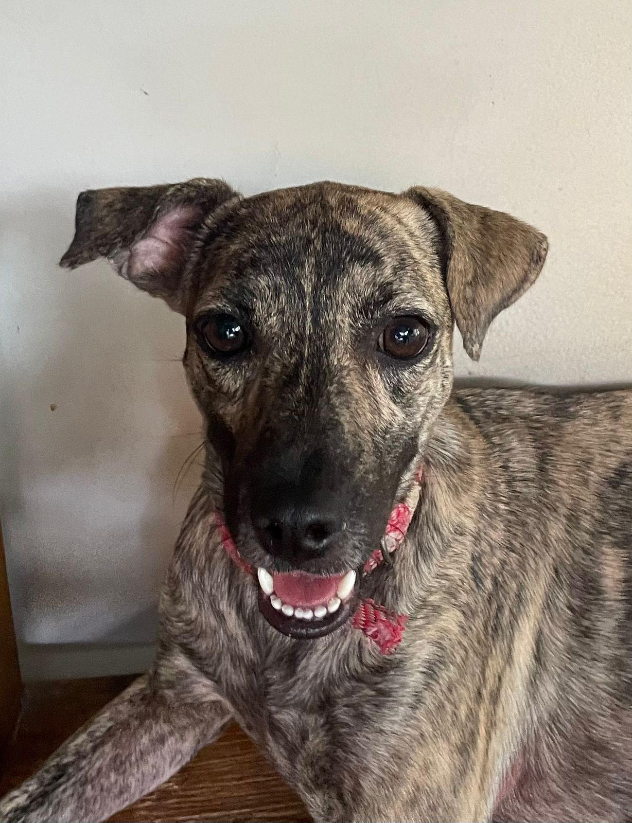 Ruya, pequeno para médio porte, 1 ano, castrada