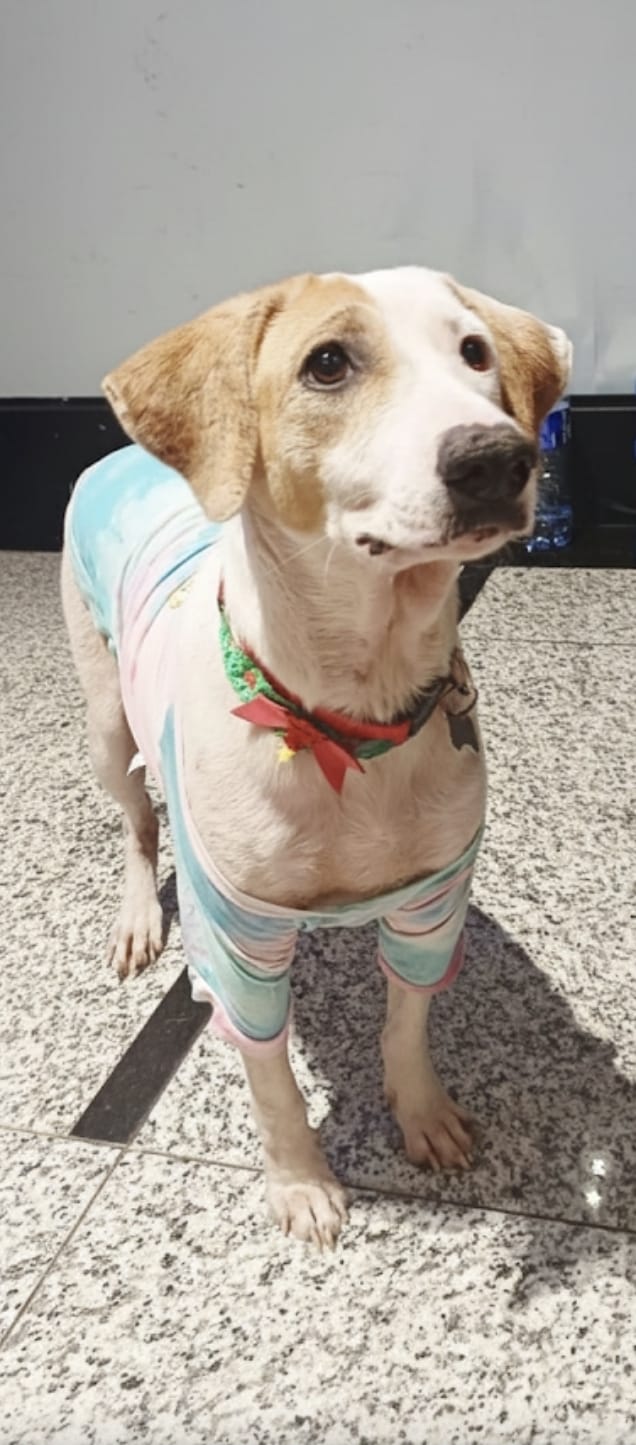 Mais de 20 animais esperam por você no "Adote no Parque" este sábado