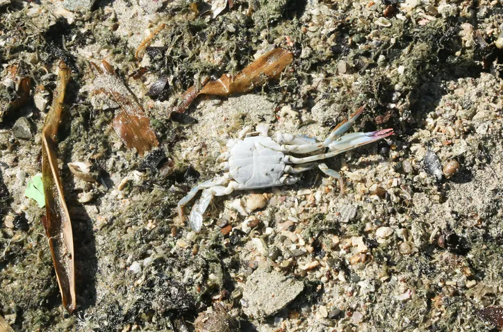 Praia de São Tomé de Paripe, em Salvador