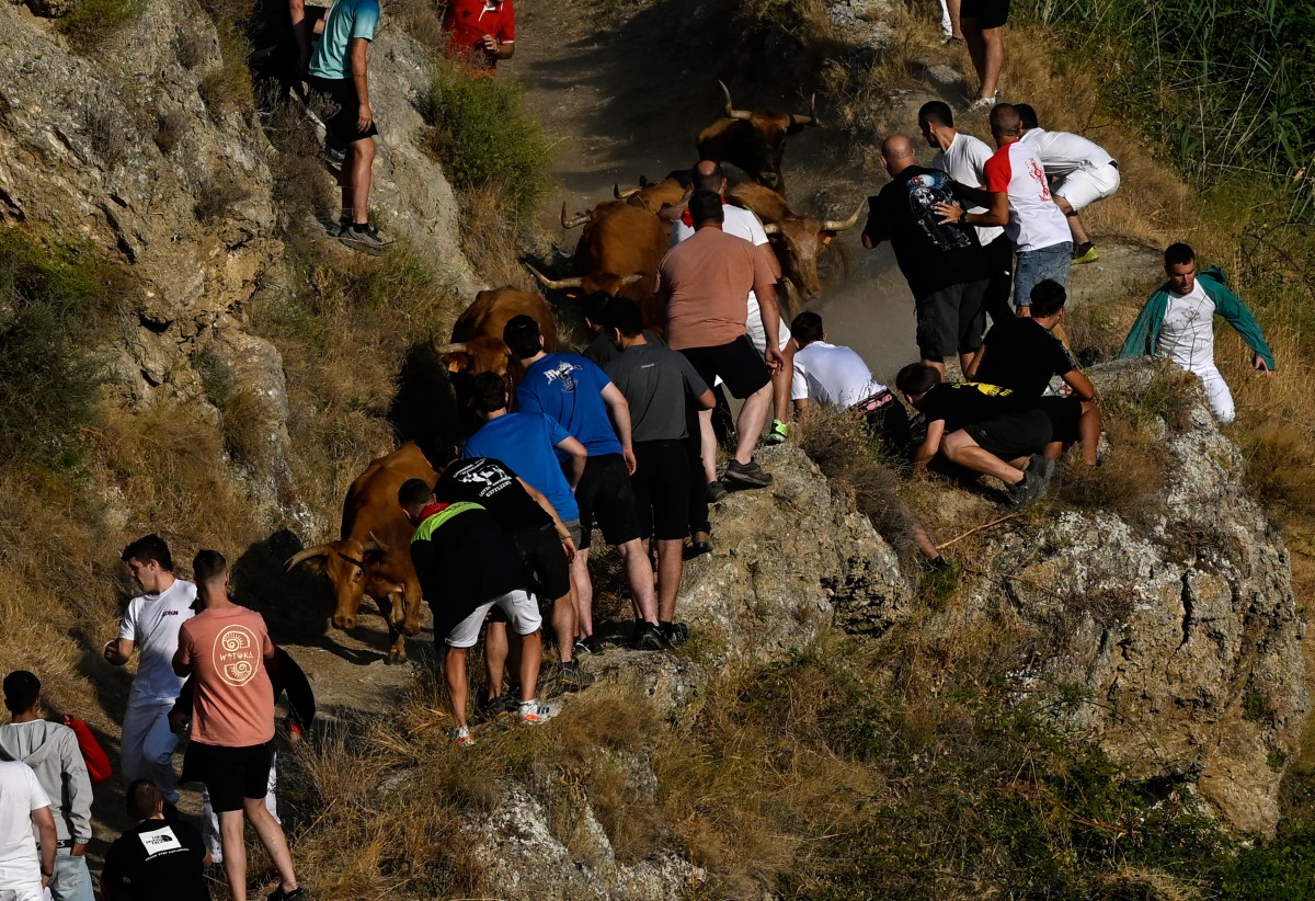 Participantes correm ladeira abaixo à frente de novilhas durante o Encierro del Pilon na cidade navarra de Falces