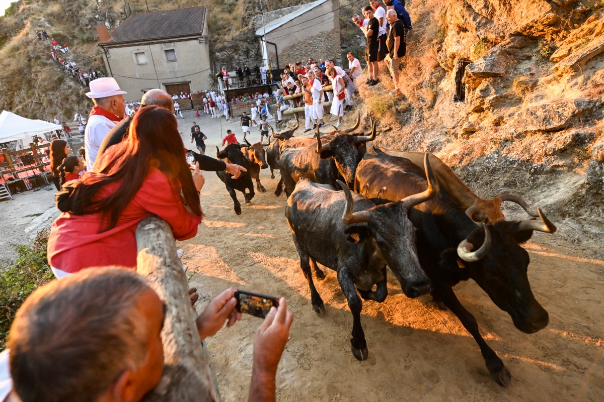 Novilhas correm morro acima em preparação para o Encierro del Pilón na cidade de Falces, em Navarra, no nordeste da Espanha
