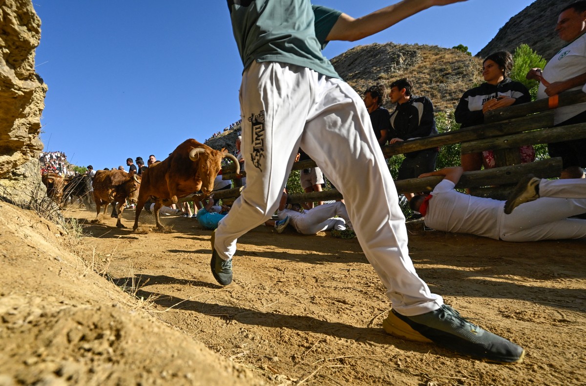 Um participante corre à frente de novilhas — vacas jovens — durante o Encierro del Pilón na cidade de Falces, em Navarra, no nordeste da Espanha, em 18 de agosto de 2026.