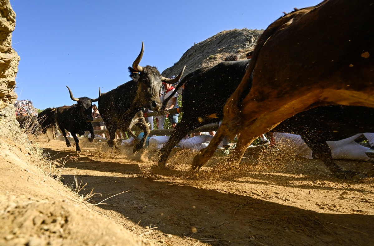 Novilhas correm colina abaixo atrás de participantes durante o Encierro del Pilón na cidade de Falces, em Navarra.