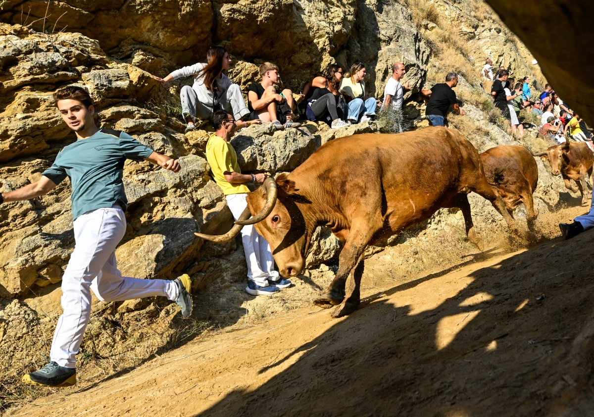 Participante corre à frente de novilhas — vacas jovens — durante o *Encierro del Pilón* na cidade de Falces