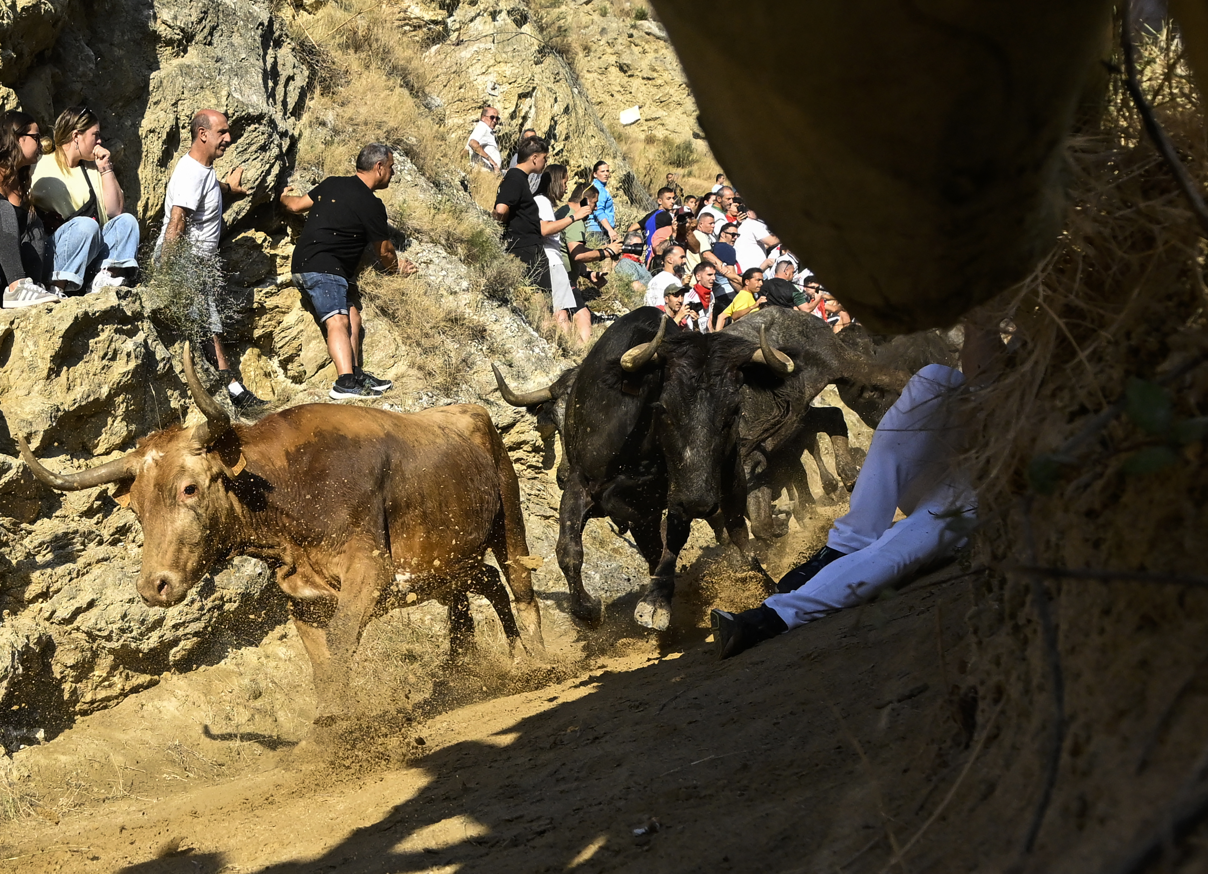 Novilhas correm colina abaixo atrás de participantes durante o Encierro del Pilón na cidade de Falces, em Navarra (nordeste da Espanha), em 18 de agosto de 2026.
