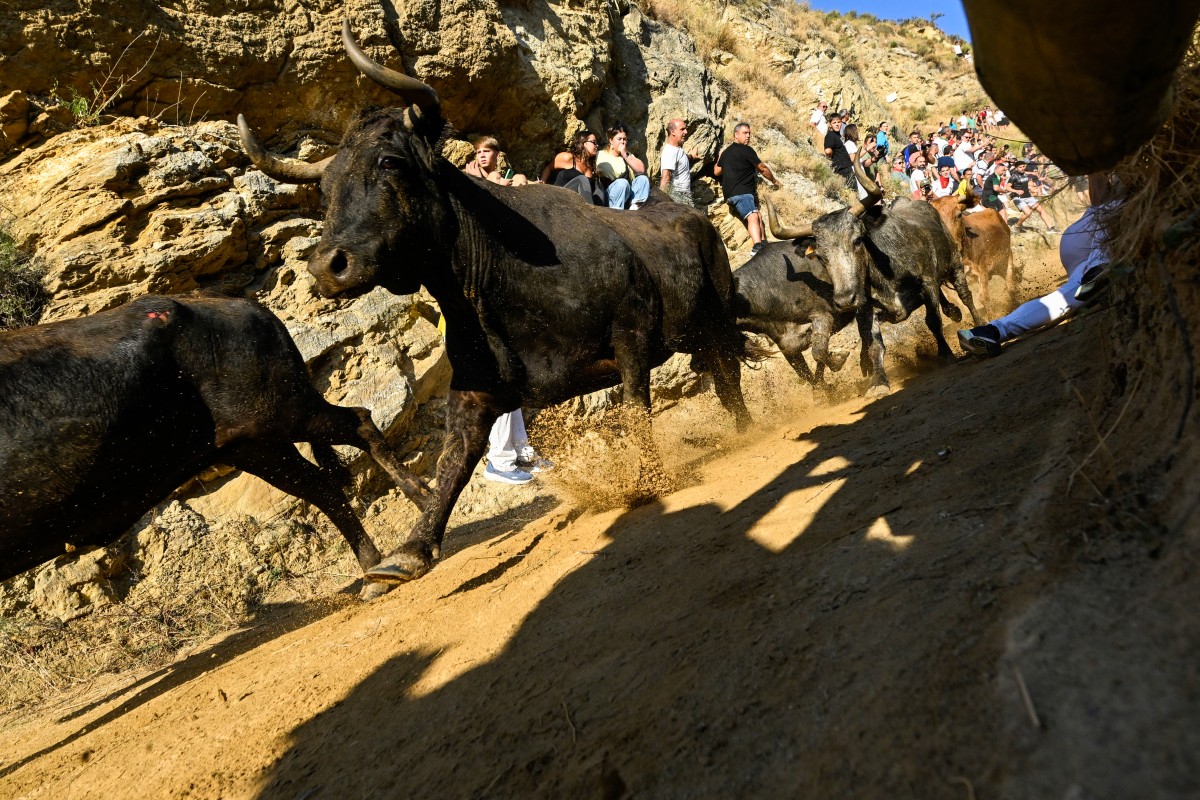 Novilhas correm colina abaixo atrás de participantes durante o *Encierro del Pilón* na cidade de Falces, em Navarra (nordeste da Espanha), em 18 de agosto de 2026. Os participantes do Encierro del Pilón precisam correr à frente das novilhas para guiá-las por um caminho estreito e em declive