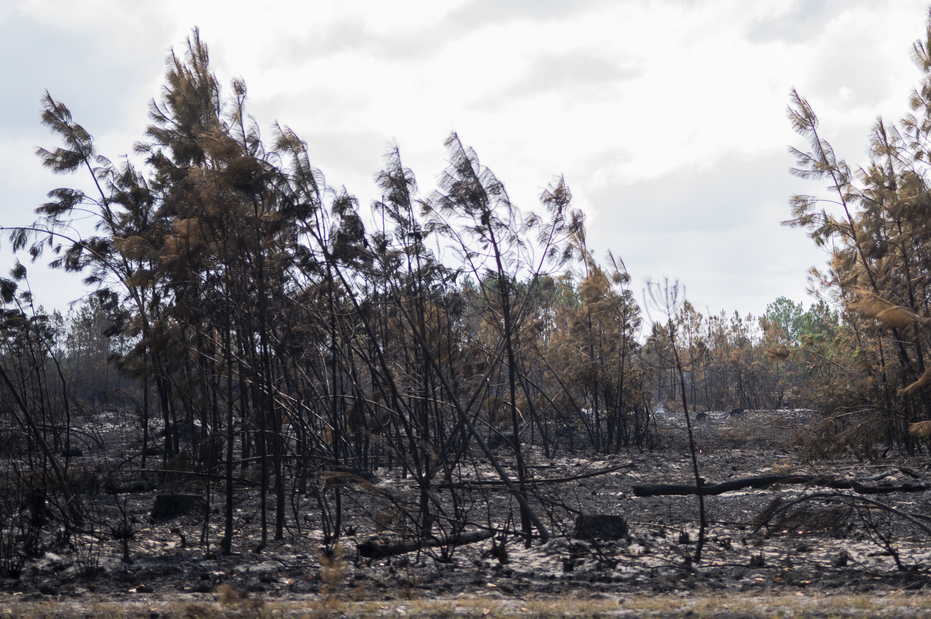O serviço regional de combate a incêndios declarou-se "razoavelmente otimista", uma vez que o fogo, iniciado há uma semana, não avançou além dos 42.000 hectares — uma área maior que a da cidade americana de Detroit — desde o fim de semana.