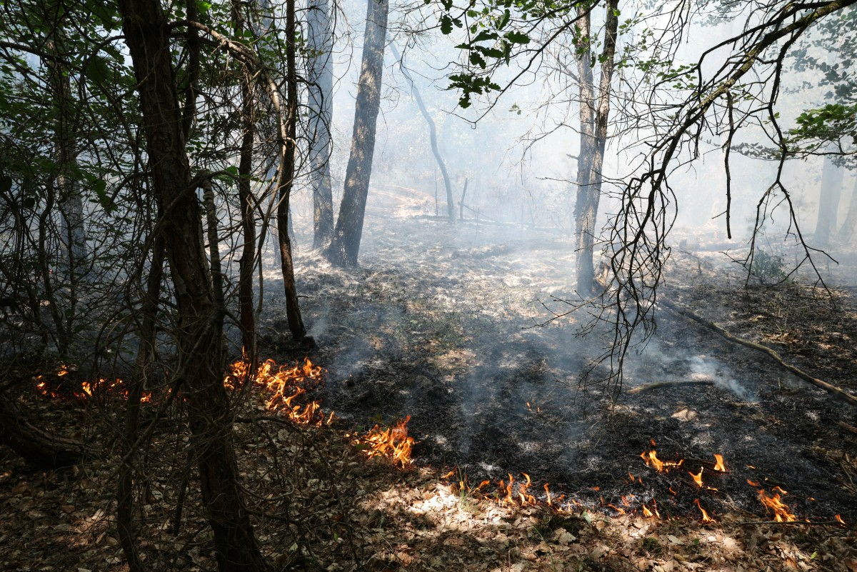 Fogo consumindo a vegetação rasteira durante um incêndio florestal na Floresta de Fontainebleau, em Achères-la-Forêt, na região de Île-de-France (arredores de Paris), em 13 de julho de 2026. Equipes de emergência tentam conter o incêndio — possivelmente provocado intencionalmente — que atingiu pelo menos 800 hectares da floresta de Fontainebleau em menos de 24 horas