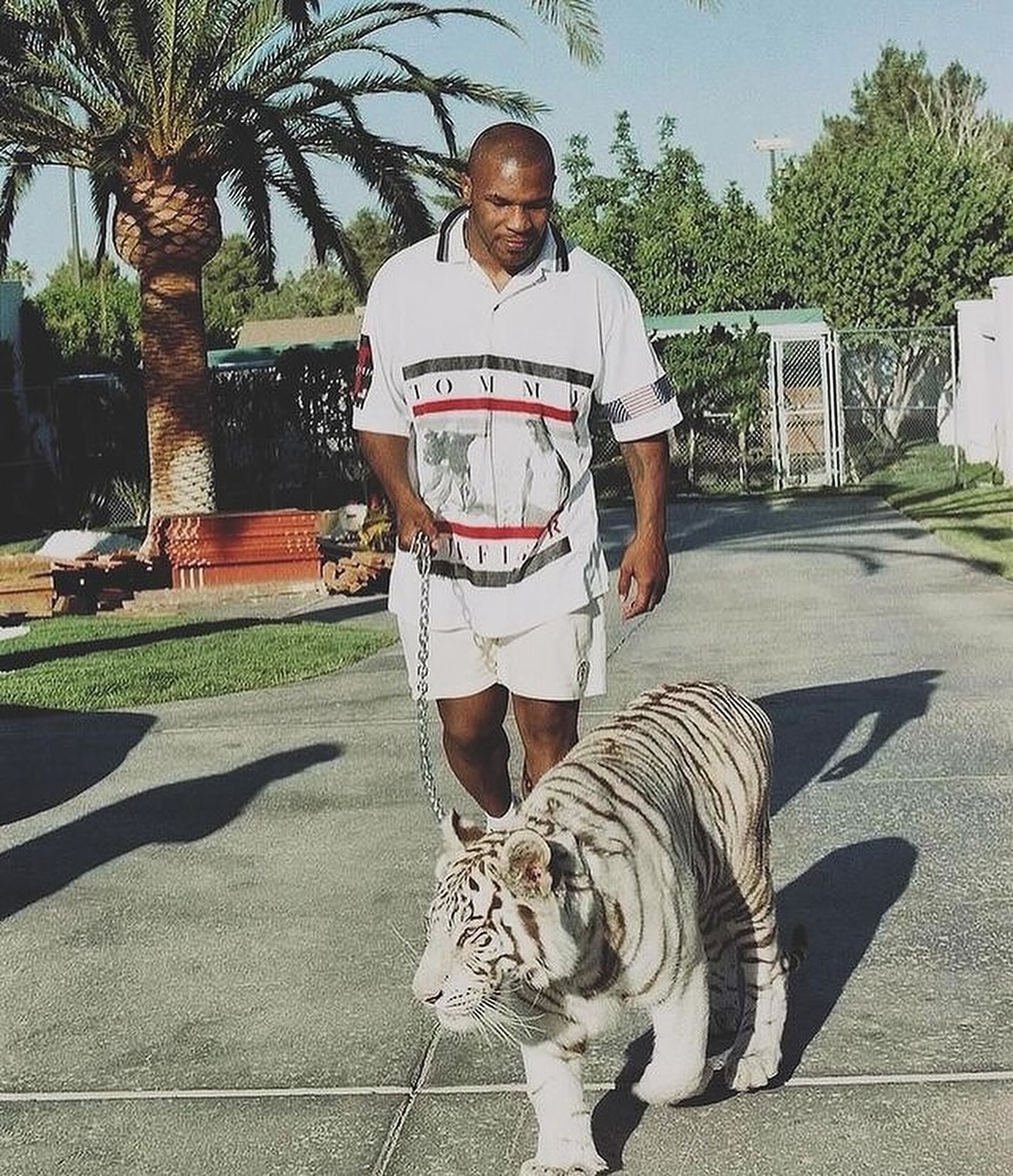 Pet de R$ 400 mil: relembre a história maluca de Mike Tyson e sua tigresa