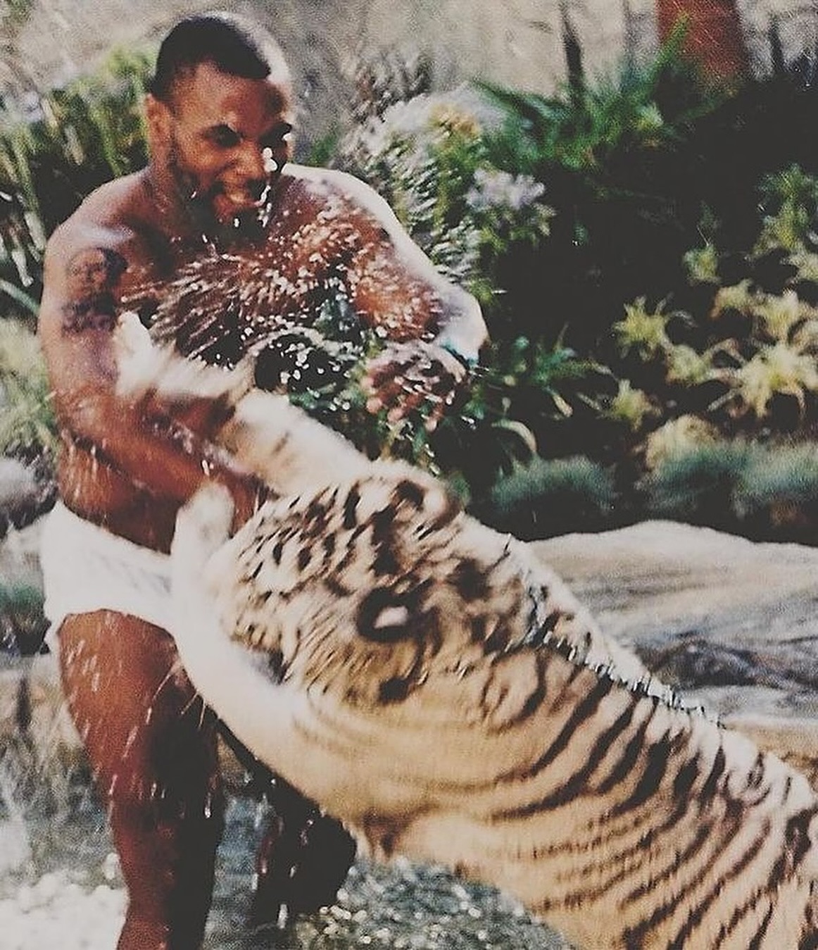 Pet de R$ 400 mil: relembre a história maluca de Mike Tyson e sua tigresa