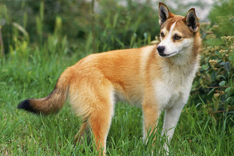 LUNDEHUND NORUEGUÊS