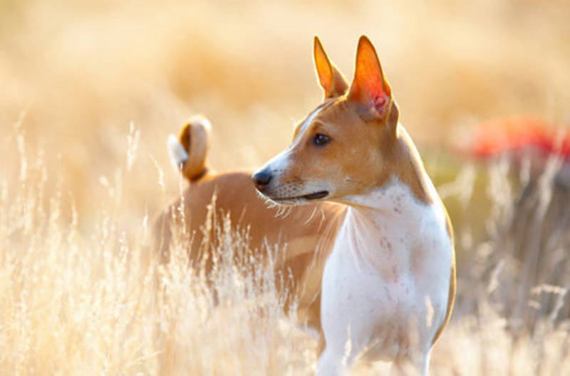 BASENJI