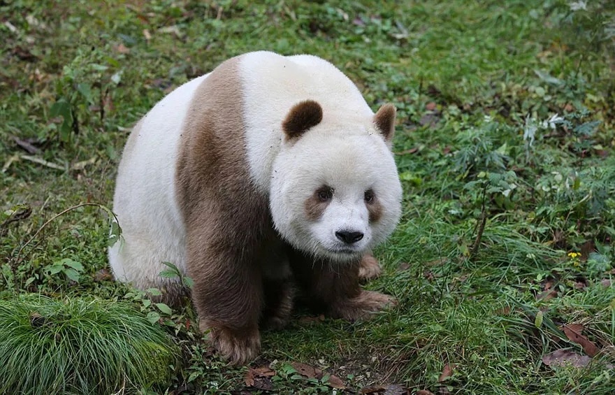Panda marrom