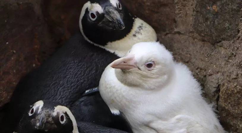 pinguim totalmente branco