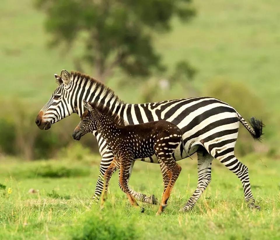 zebra com bolinhas