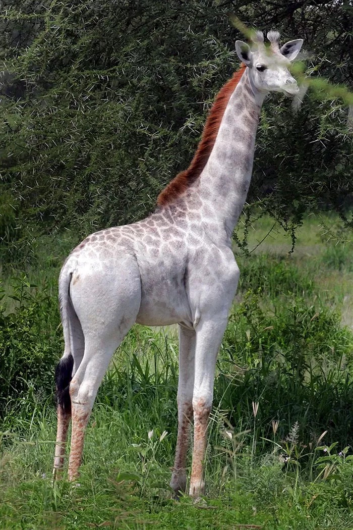 girafa com leucismo
