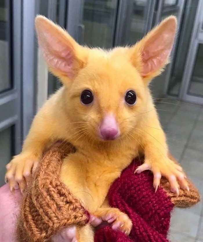filhote de marsupial