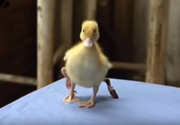 Pikachu da vida real e zebra de bolinhas: veja mutações raras na natureza