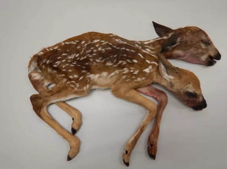Pikachu da vida real e zebra de bolinhas: veja mutações raras na natureza