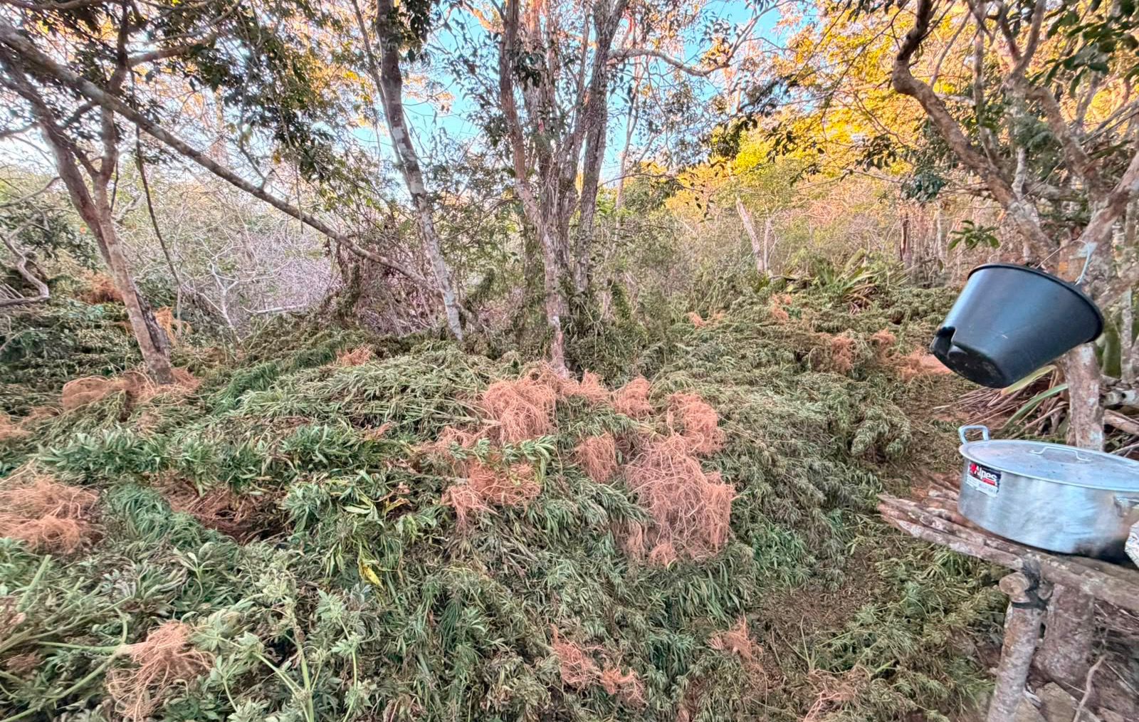 Droga foi localizada na zona rural de Morro do Chapéu