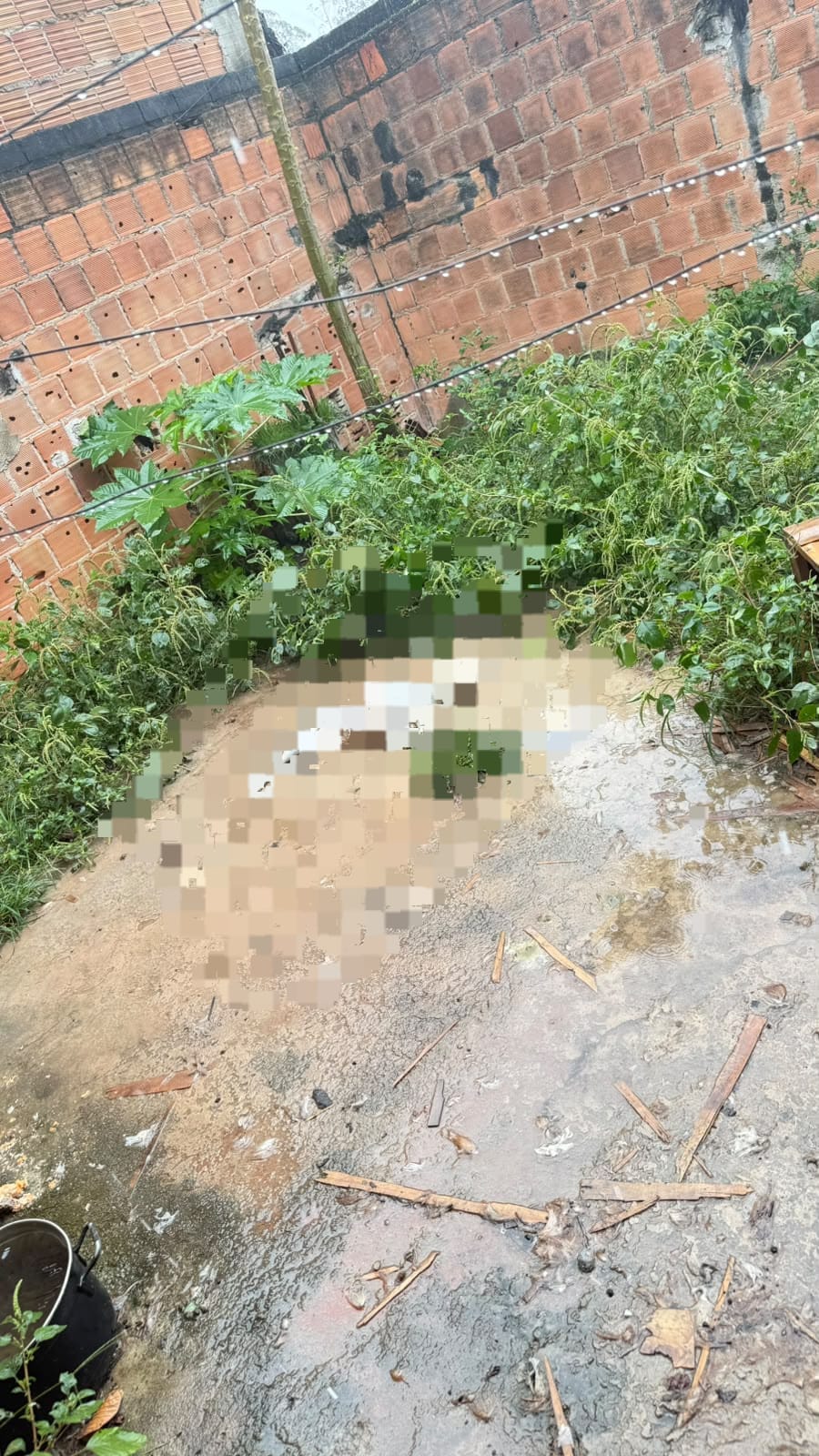 Animal morto no quintal