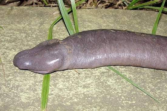 A 'cobra' encontrada no Brasil que não é réptil e respira pela pele