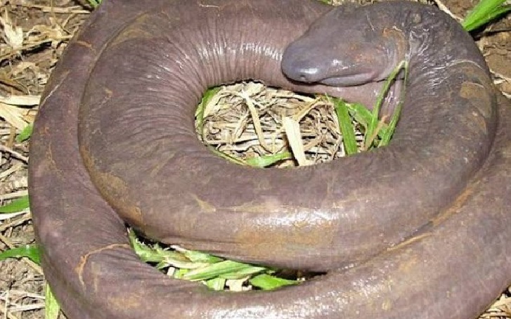 A 'cobra' encontrada no Brasil que não é réptil e respira pela pele
