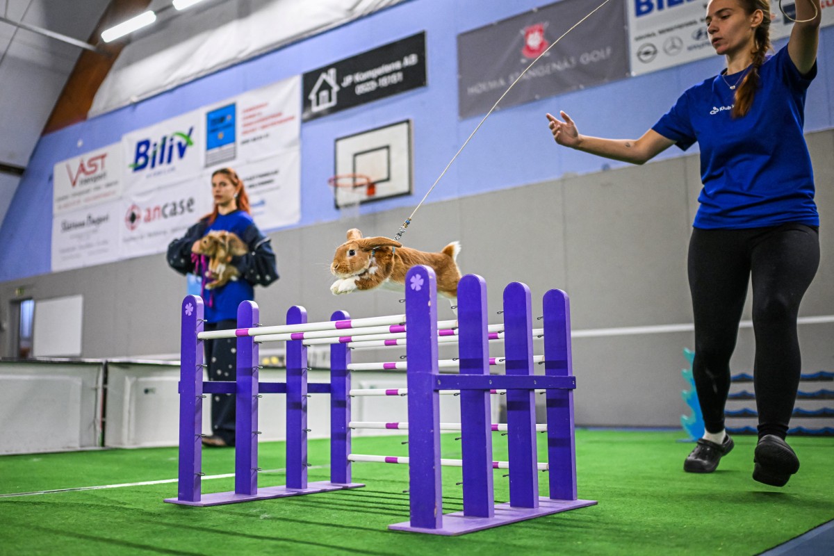 Um coelho salta sobre um obstáculo enquanto seu tratador o guia durante a competição de salto em distância no Campeonato Europeu de Salto de Coelhos em Lysekil, Suécia, em 9 de outubro de 2026.