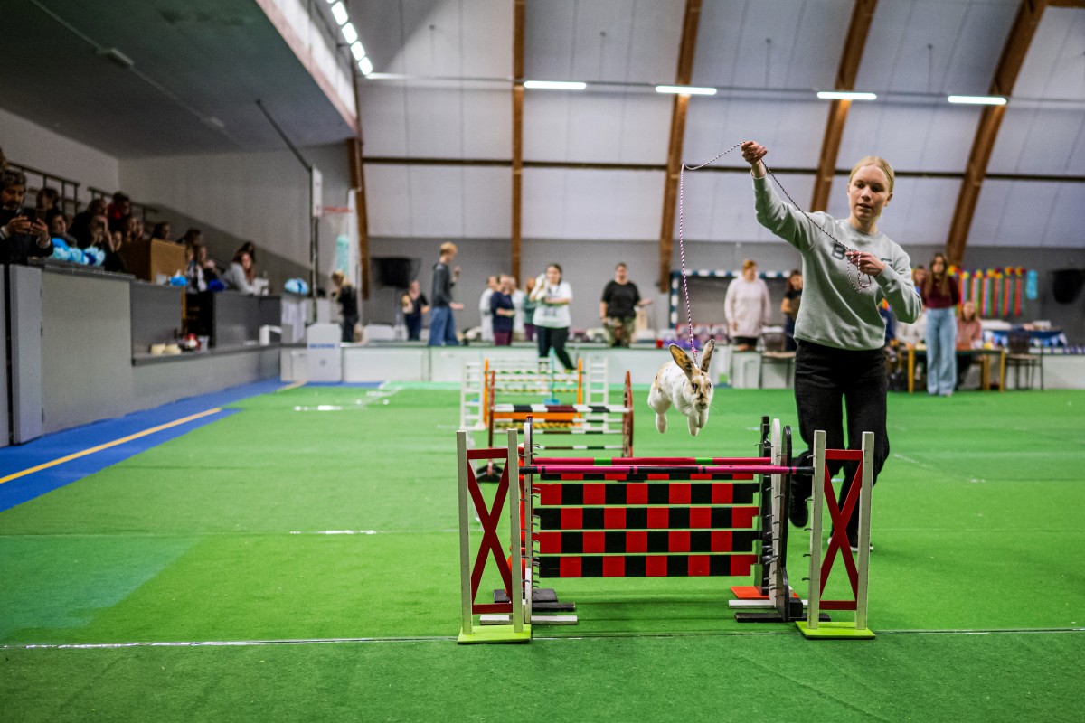 Um coelho salta sobre um obstáculo enquanto seu tratador o guia durante a competição de salto em distância no Campeonato Europeu de Salto de Coelhos em Lysekil, Suécia, em 9 de outubro de 2026.