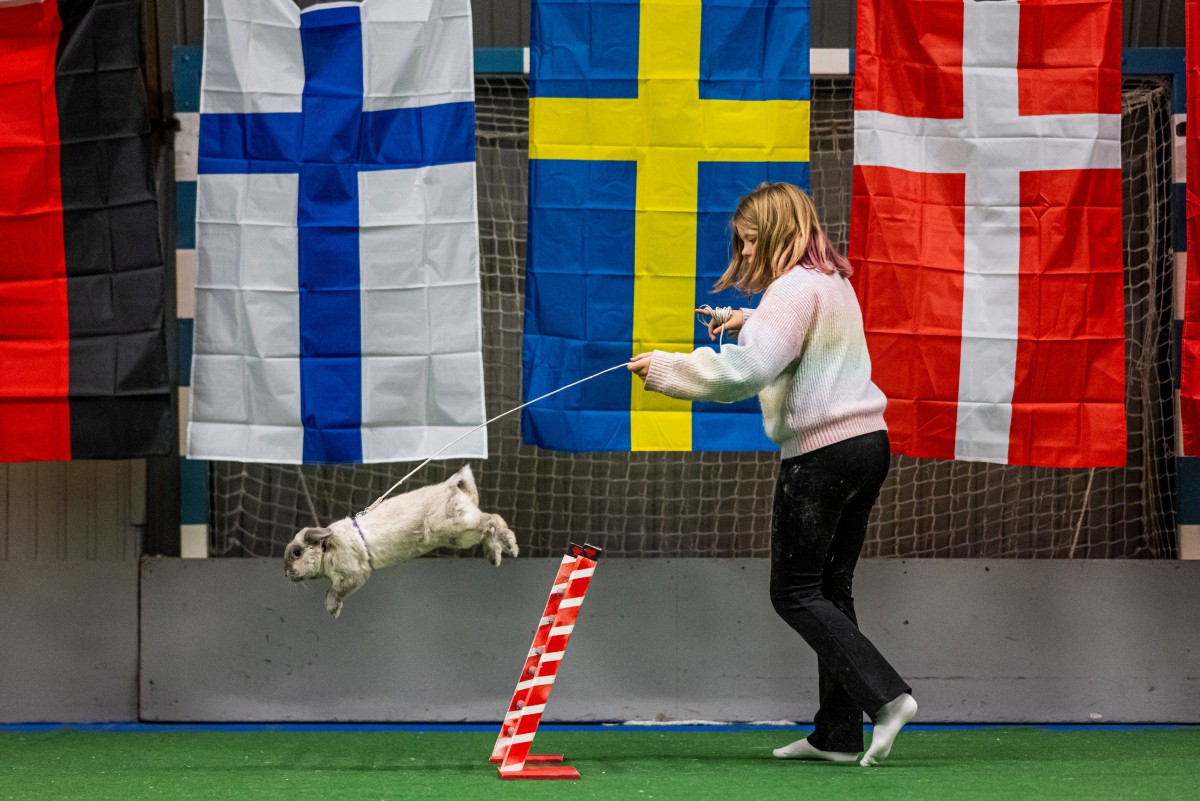 Um coelho salta sobre um obstáculo enquanto seu tratador o guia durante a competição de salto em distância no Campeonato Europeu de Salto de Coelhos em Lysekil, Suécia, em 9 de outubro de 2026.