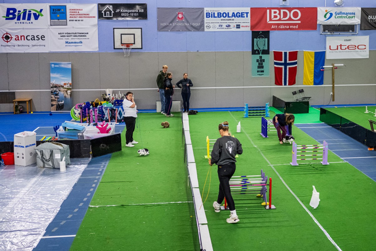 Um coelho salta sobre um obstáculo enquanto seu tratador o guia durante a competição de salto em distância no Campeonato Europeu de Salto de Coelhos em Lysekil, Suécia, em 9 de outubro de 2026.