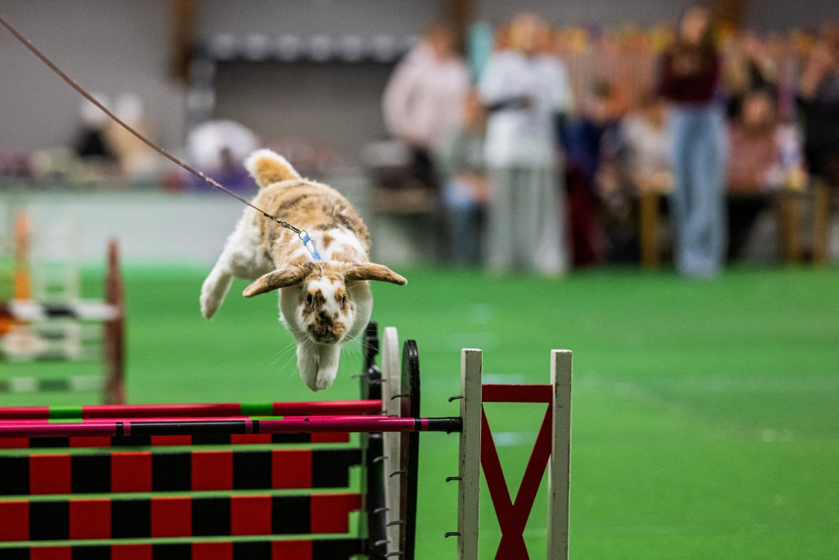 Um coelho salta sobre um obstáculo enquanto seu tratador o guia durante a competição de salto em distância no Campeonato Europeu de Salto de Coelhos em Lysekil, Suécia, em 9 de outubro de 2026.