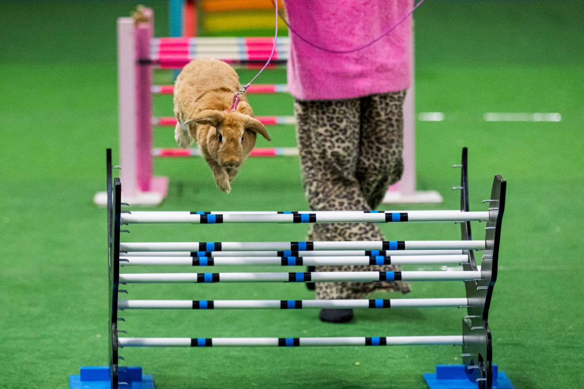 Um coelho salta sobre um obstáculo enquanto seu tratador o guia durante a competição de salto em distância no Campeonato Europeu de Salto de Coelhos em Lysekil, Suécia, em 9 de outubro de 2026.